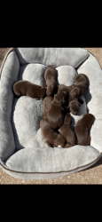 Purebred Chocolate lab puppies