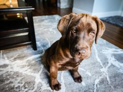Male Chocolate Lab Puppy for sale