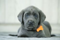 Charcoal Labrador Puppy Orange
