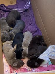 Labrador pups looking for there forever home
