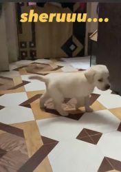 2 months old labrador puppy