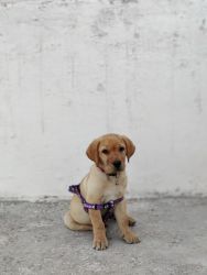 Purebred Labrador Puppy Golden Colour