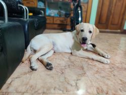 Selling 6 months old labrador retriever