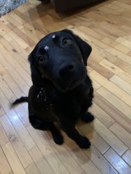 Male full blooded black lab