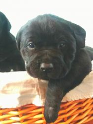 AKC Black Labrador Retriever Puppies for Sale