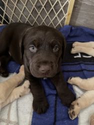 Pure breed Lab puppies