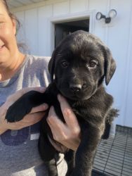Black Lab puppies for sale