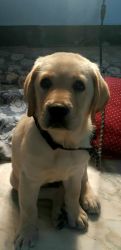 3 months old labrador retriever with complete vaccination for sale