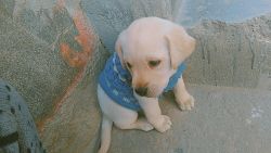 I want to sell my 3 months healthy cute Labrador puppy .