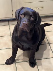 Full breed Chocolate Labrador 7 months old