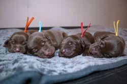 Akc chocolate Male Lab puppies