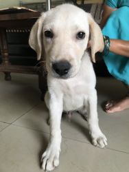 67 Days Energetic Labrador Puppy with Paper. first vaccination done
