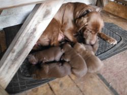 Chocolate Lab Pups for sale