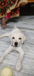 Labrador puppy price negotiable