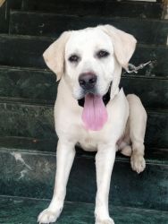 White Labrador Hig Quality Dog for sale