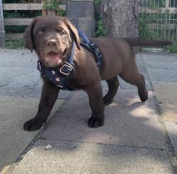 Adorable Labrador puppies for sale