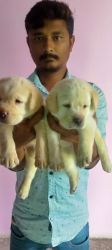 I want to sell My Female Dog puppies