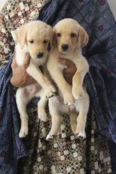 Labrador Puppues for Sale