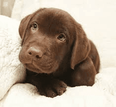 Lovely Labrador retriever for sale
