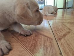 Good quality labrador puppies for sale