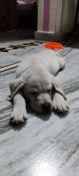 Urgent sale of Labrador retriever