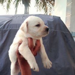 Labrador puppies For Sale in Breeder price