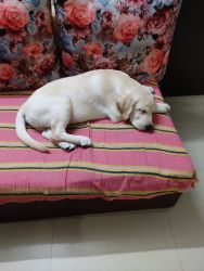 Looking for a new home for our labrador