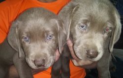 AKC Silver Labs for sale