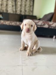 Labrador female puppy for sale