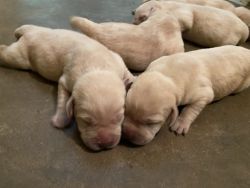 20 days puppies fawn color