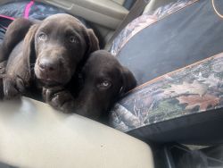 Labrador pups chocolate males