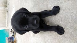 30 days Labrador puppies available