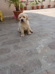 Labra pups 44days old 97800.interested.51133