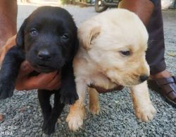 Labrador for sale ₹6000