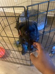 All Black Lab Puppy for Sale