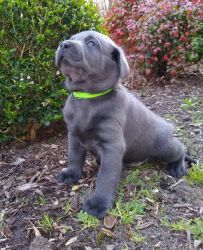 Charcoal labs