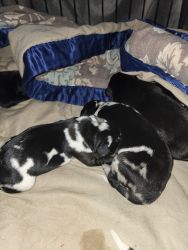 3/4 black lab 1/4 aussie puppies