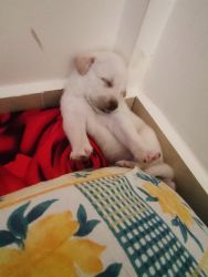 White Labrador 2 month puppy for sale