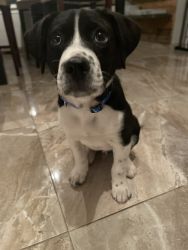 Adorable puppy for sale