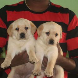 Labrador Puppies available male and female Top quality puppies call me