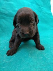 Puppies to sell