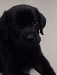 Black Labrador puppy Female