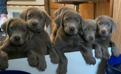 AKC Silver Lab puppies for sale