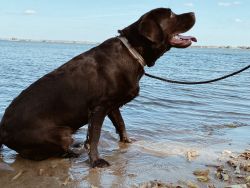 Chocolate lab (Male, 13 months)