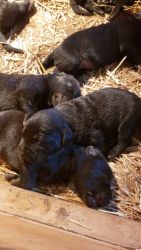 AKC Registered Labrador Retriever Pups