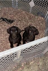 2 lab/boykin puppies for sale