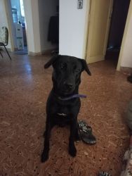 1 year old lab up for adoption