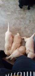 50 day age puppies