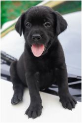 Labrador puppy black