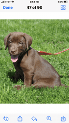 Labrador retriever AKC puppies